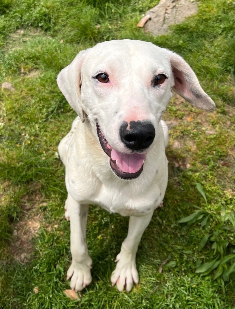 Jubilee (sweetie), a Adoptable mixed breed in Yellville, AR image 2/16