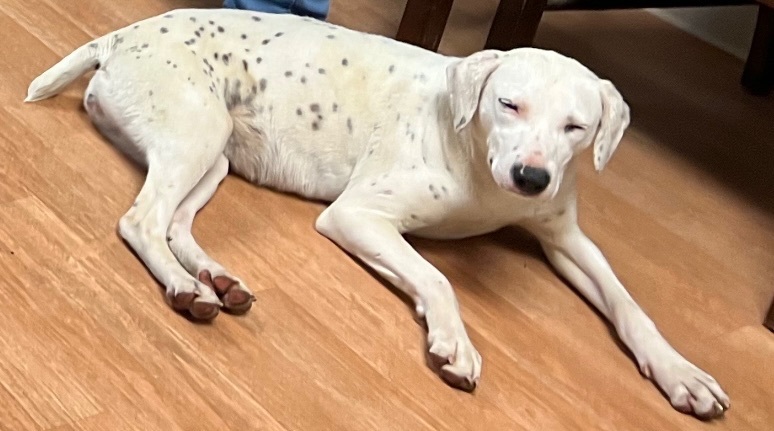 Jubilee (sweetie), a Adoptable mixed breed in Yellville, AR image 3/16