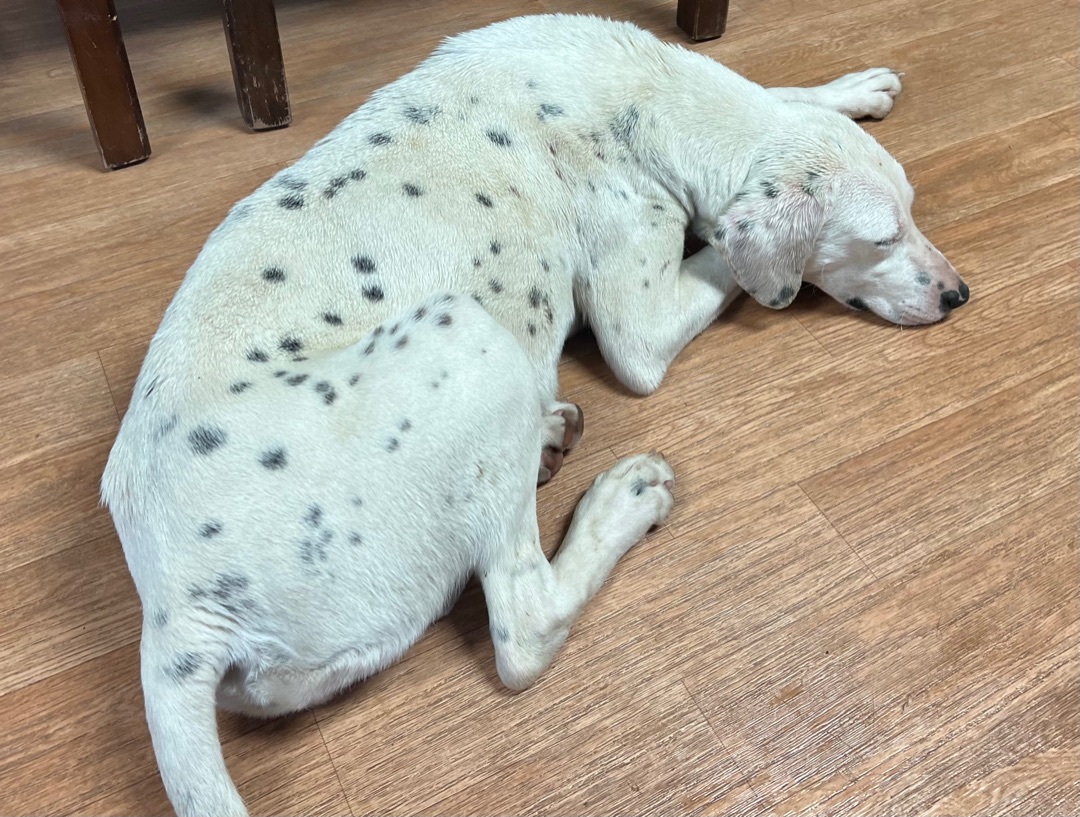 Jubilee (sweetie), a Adoptable mixed breed in Yellville, AR image 4/16