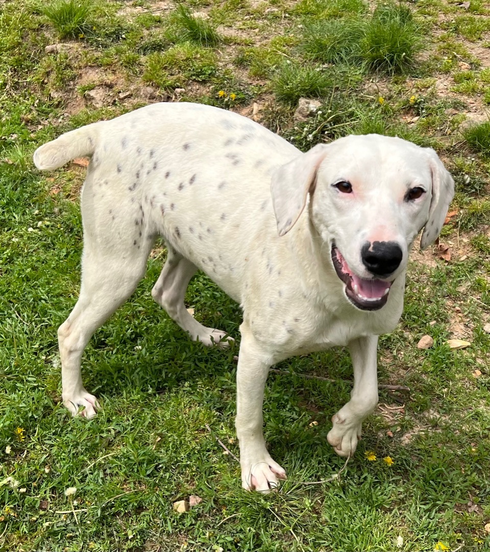 Jubilee (sweetie), a Adoptable mixed breed in Yellville, AR image 5/16