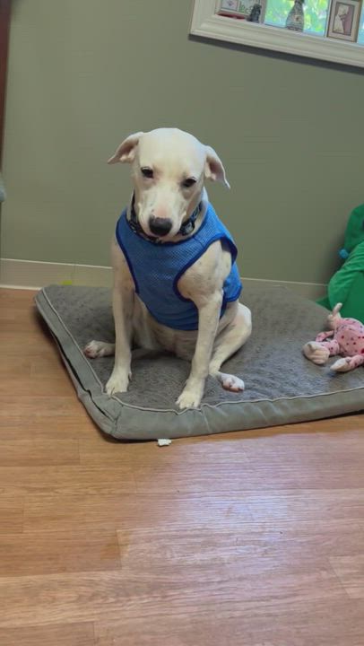 Enlarge Jubilee (sweetie), a Adoptable mixed breed in Yellville, AR video 15/16