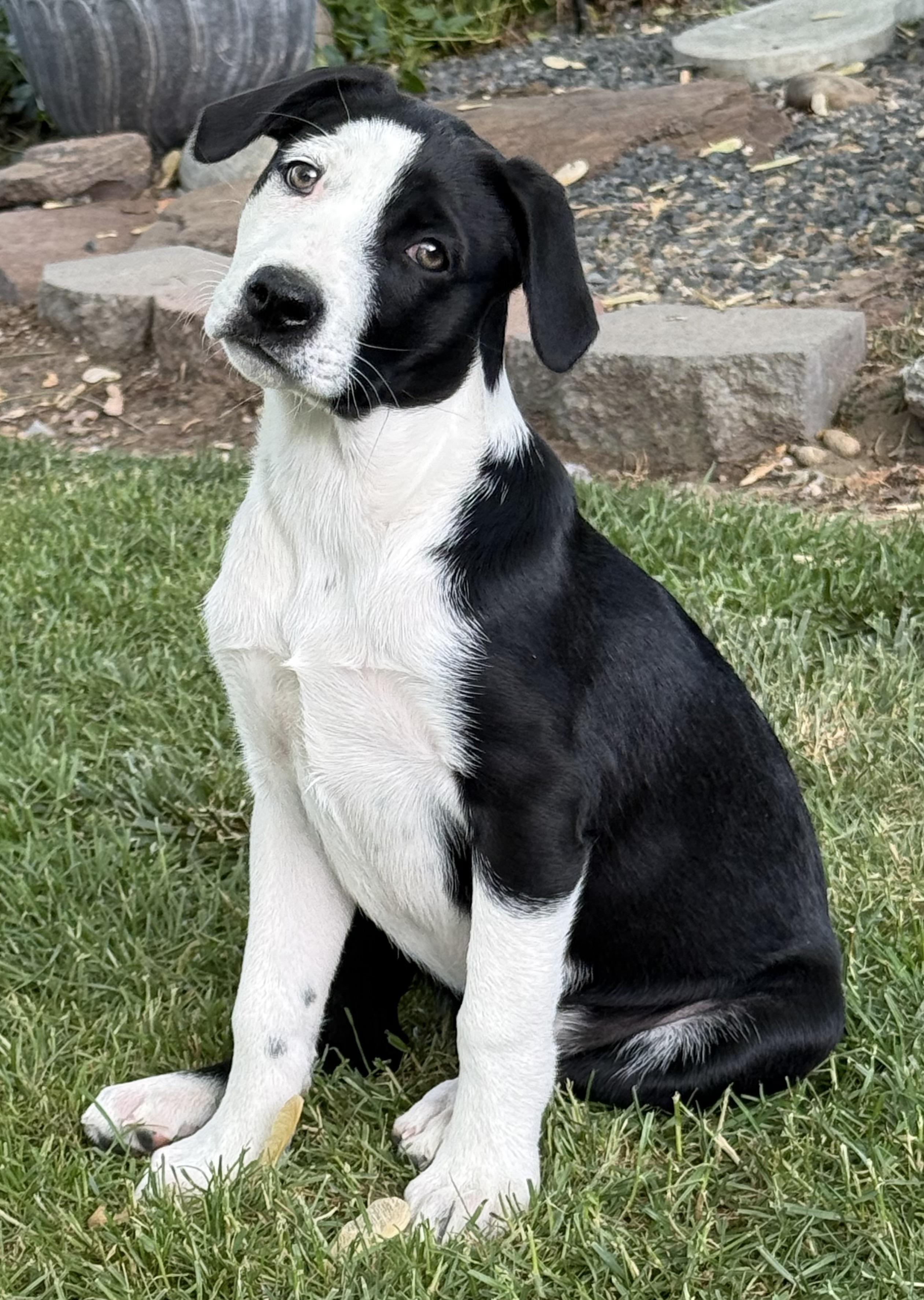 Spanky, Adoptable, Young Female American Staffordshire Terrier & Border Collie.