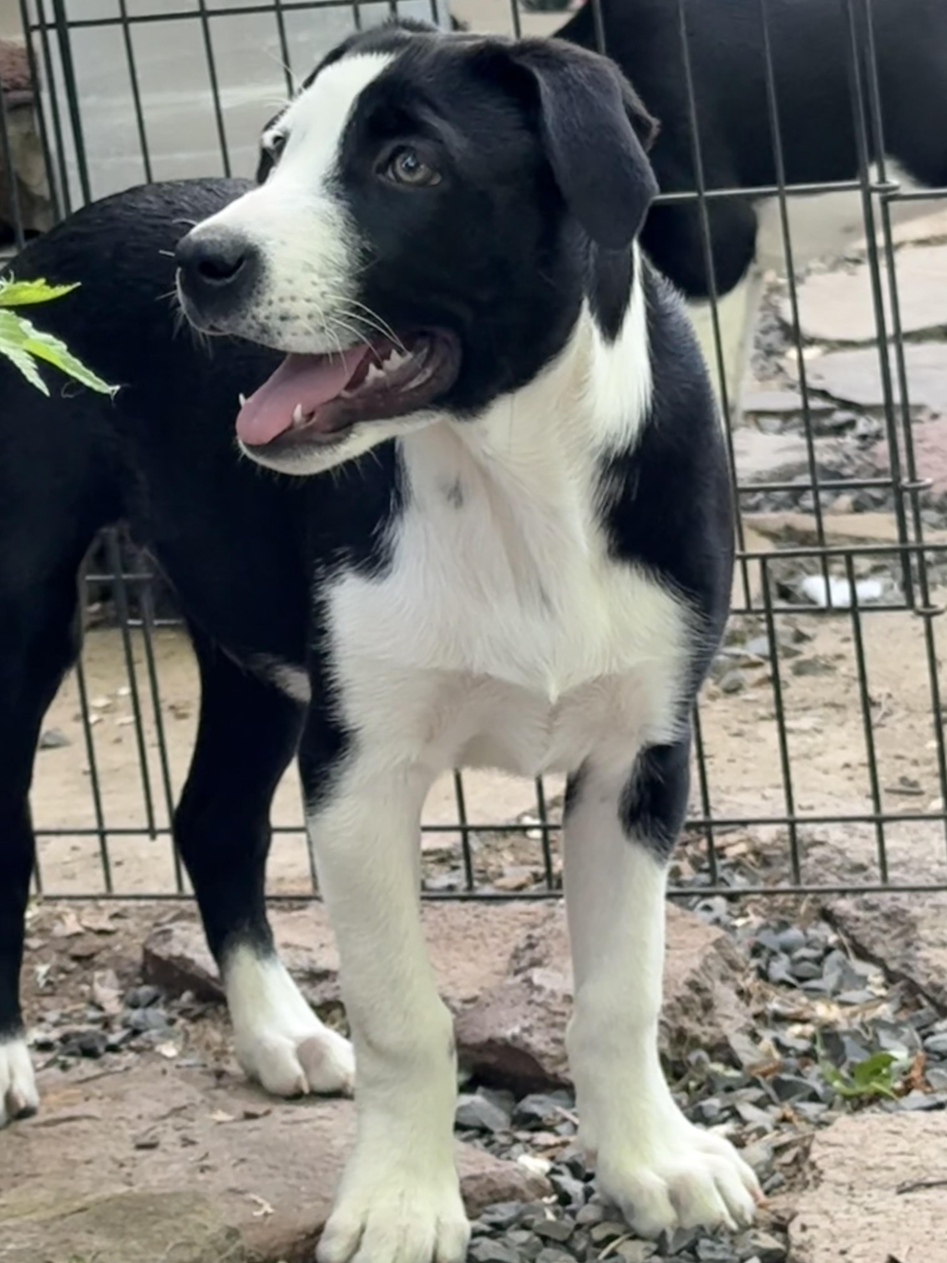 Enlarge Spanky, a Adoptable mixed breed in Twin Falls, ID image 2/2