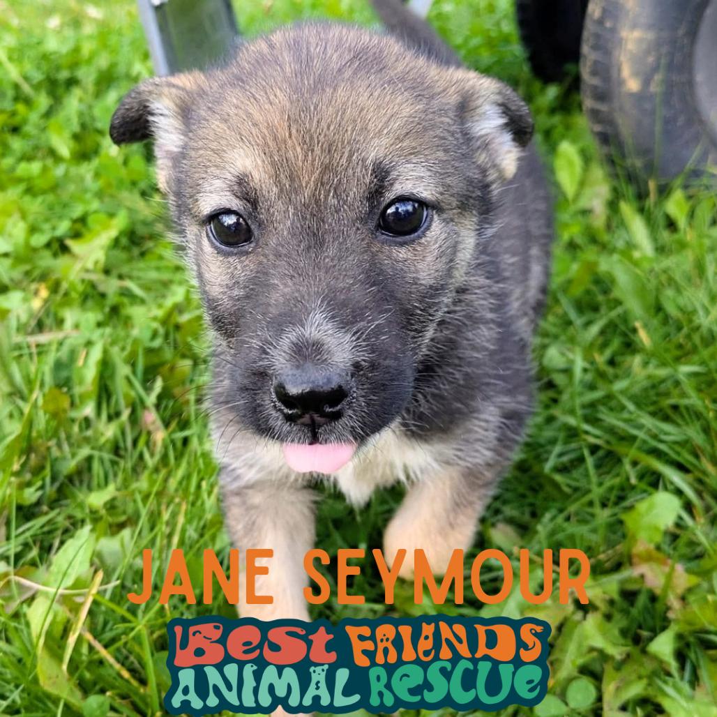Jane Seymour, Adoptable, Puppy Female Shepherd.