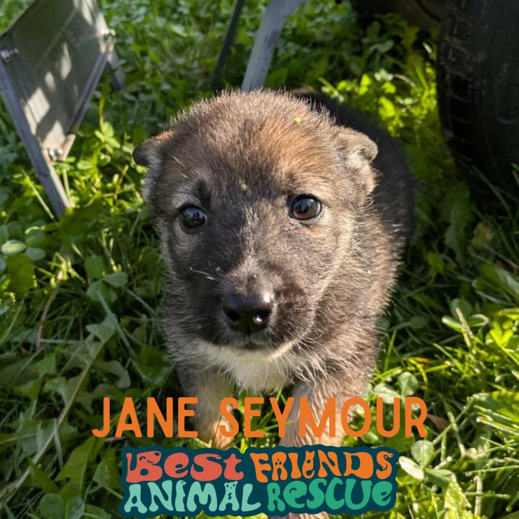 Enlarge Jane Seymour, a Adoptable Shepherd in Wasilla, AK image 2/3
