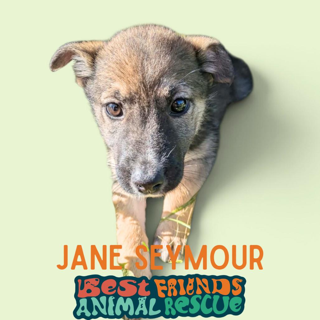 Enlarge Jane Seymour, a Adoptable Shepherd in Wasilla, AK image 3/3