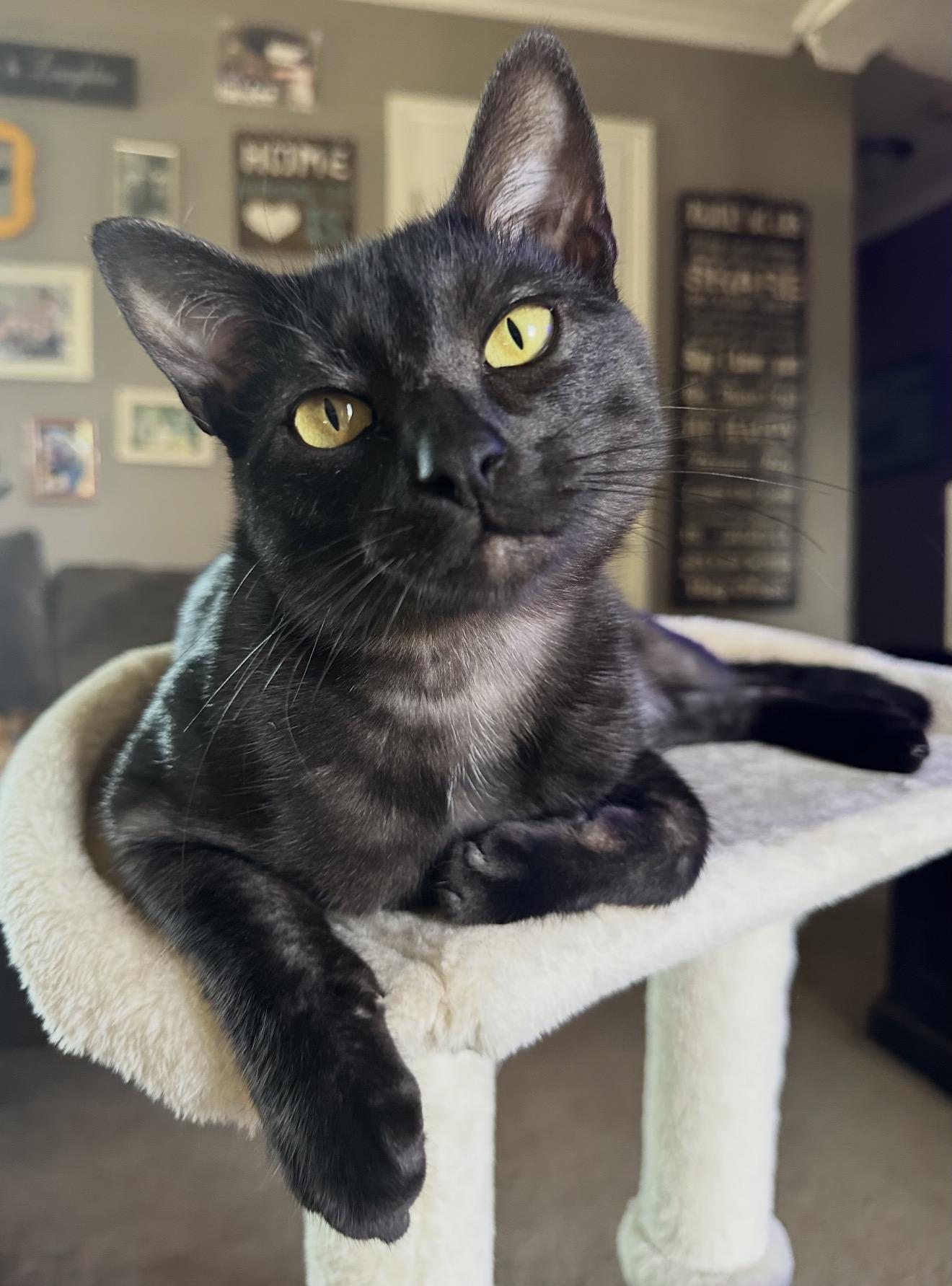 Enlarge Jax, a Adoptable Domestic Short Hair in Oakley, CA image 3/5