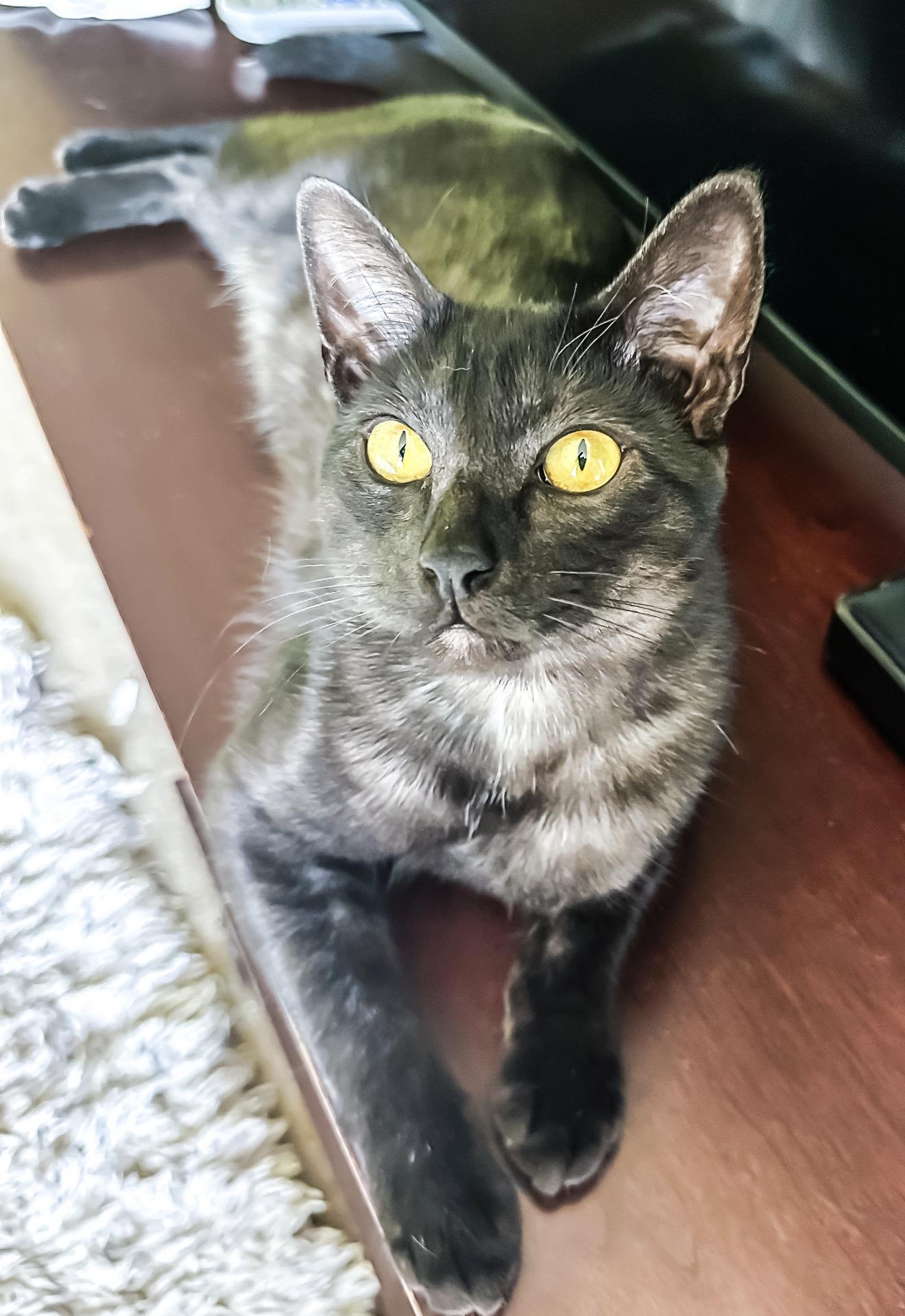 Enlarge Jax, a Adoptable Domestic Short Hair in Oakley, CA image 5/5