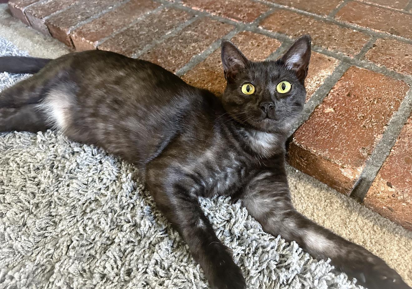 Enlarge Jax, a Adoptable Domestic Short Hair in Oakley, CA image 1/5