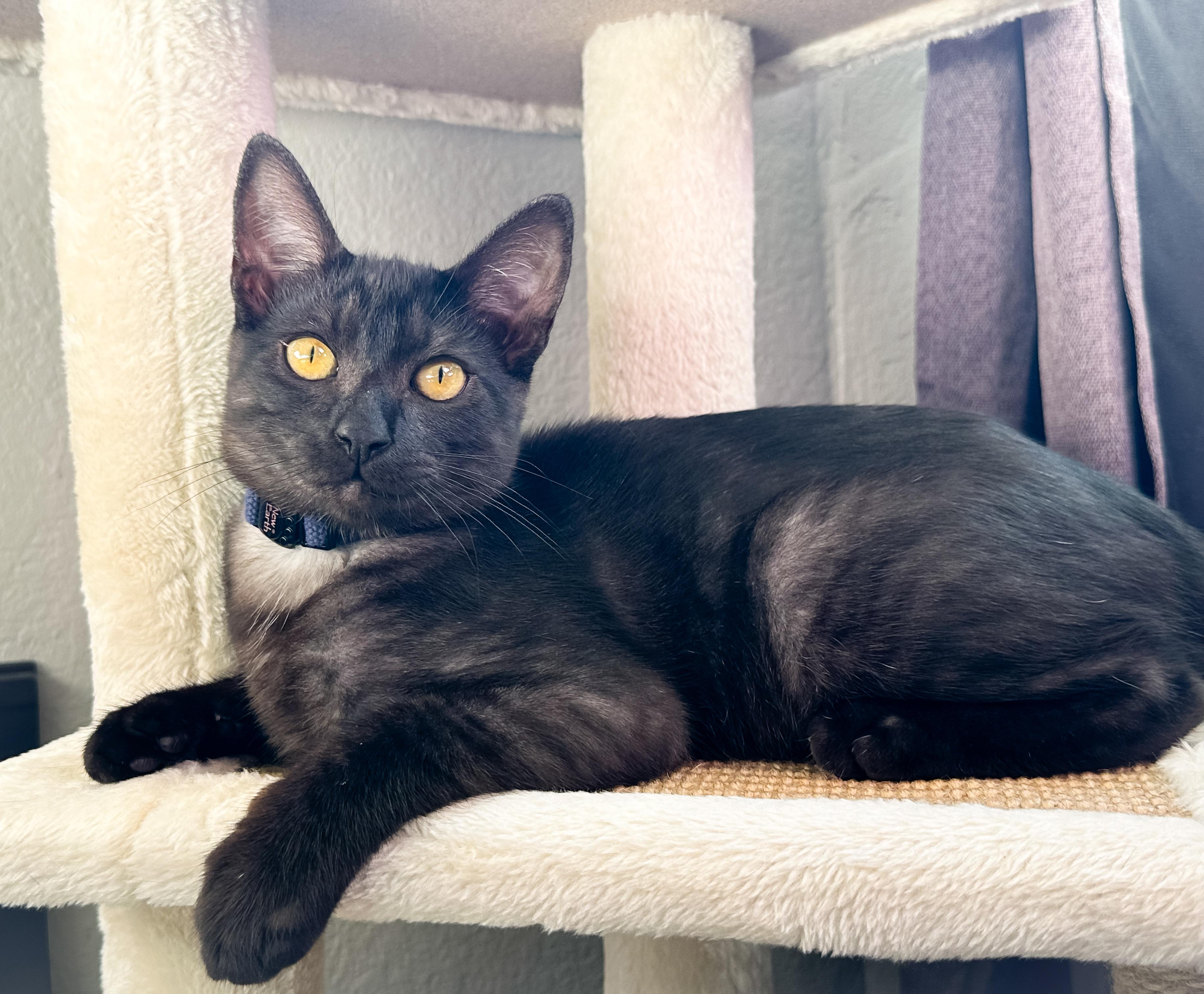 Enlarge Jax, a Adoptable Domestic Short Hair in Oakley, CA image 3/5