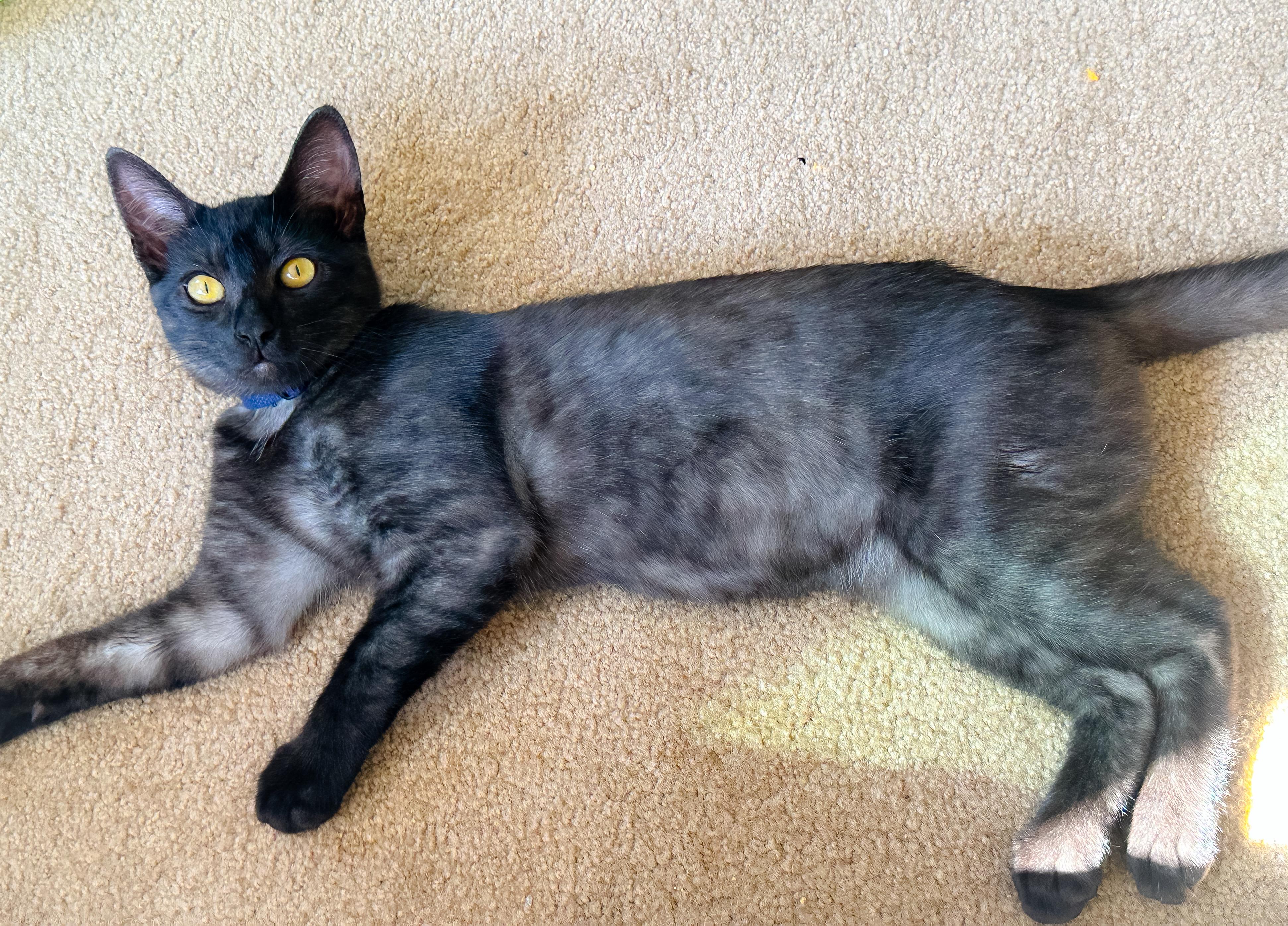 Enlarge Jax, a Adoptable Domestic Short Hair in Oakley, CA image 5/5