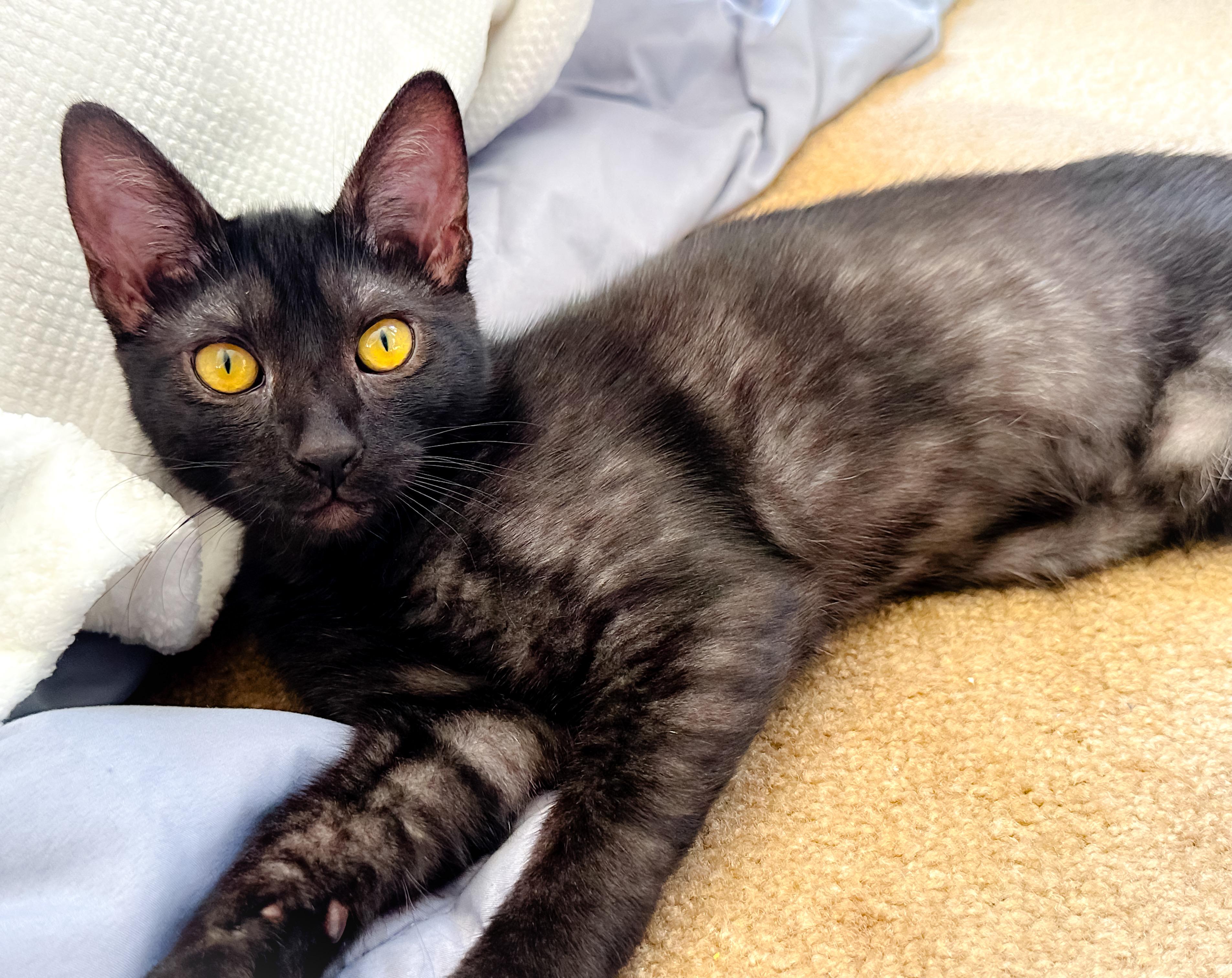 Jax, Adoptable, Young Male Domestic Short Hair.