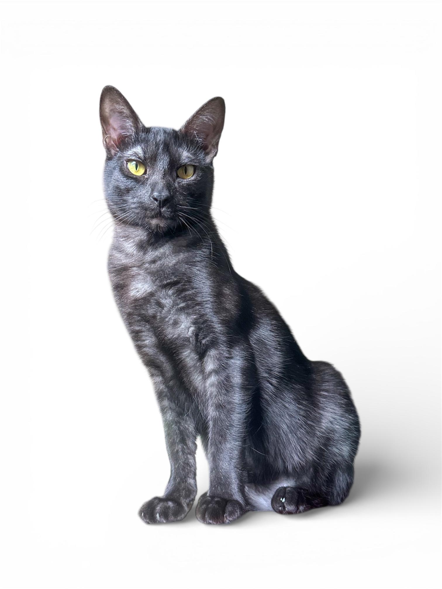 Enlarge Jax, a Adoptable Domestic Short Hair in Oakley, CA image 4/5