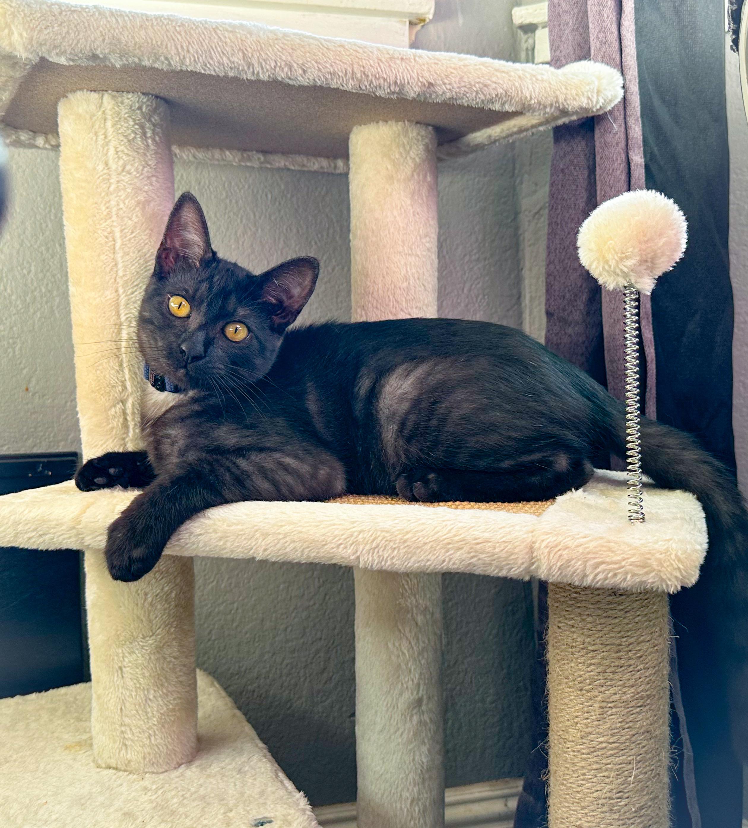 Enlarge Jax, a Adoptable Domestic Short Hair in Oakley, CA image 4/5