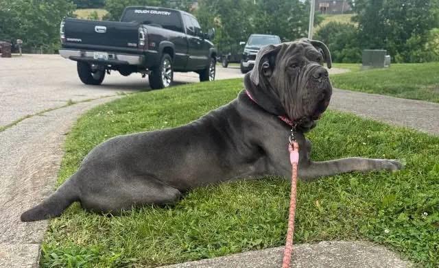 Enlarge Silver, a Adoptable Neapolitan Mastiff in Richmond, KY image 1/6