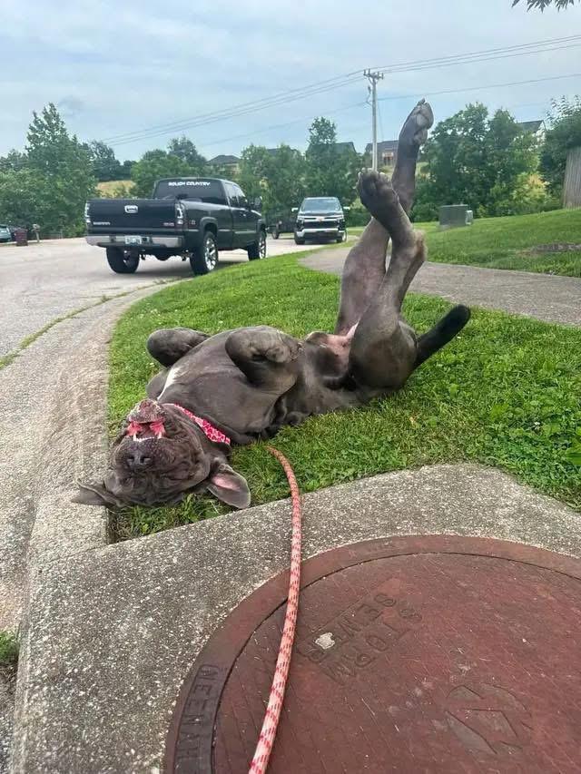 Enlarge Silver, a Adoptable Neapolitan Mastiff in Richmond, KY image 2/6