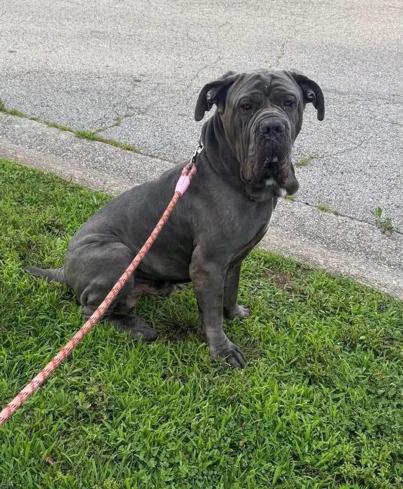 Enlarge Silver, a Adoptable Neapolitan Mastiff in Richmond, KY image 3/6
