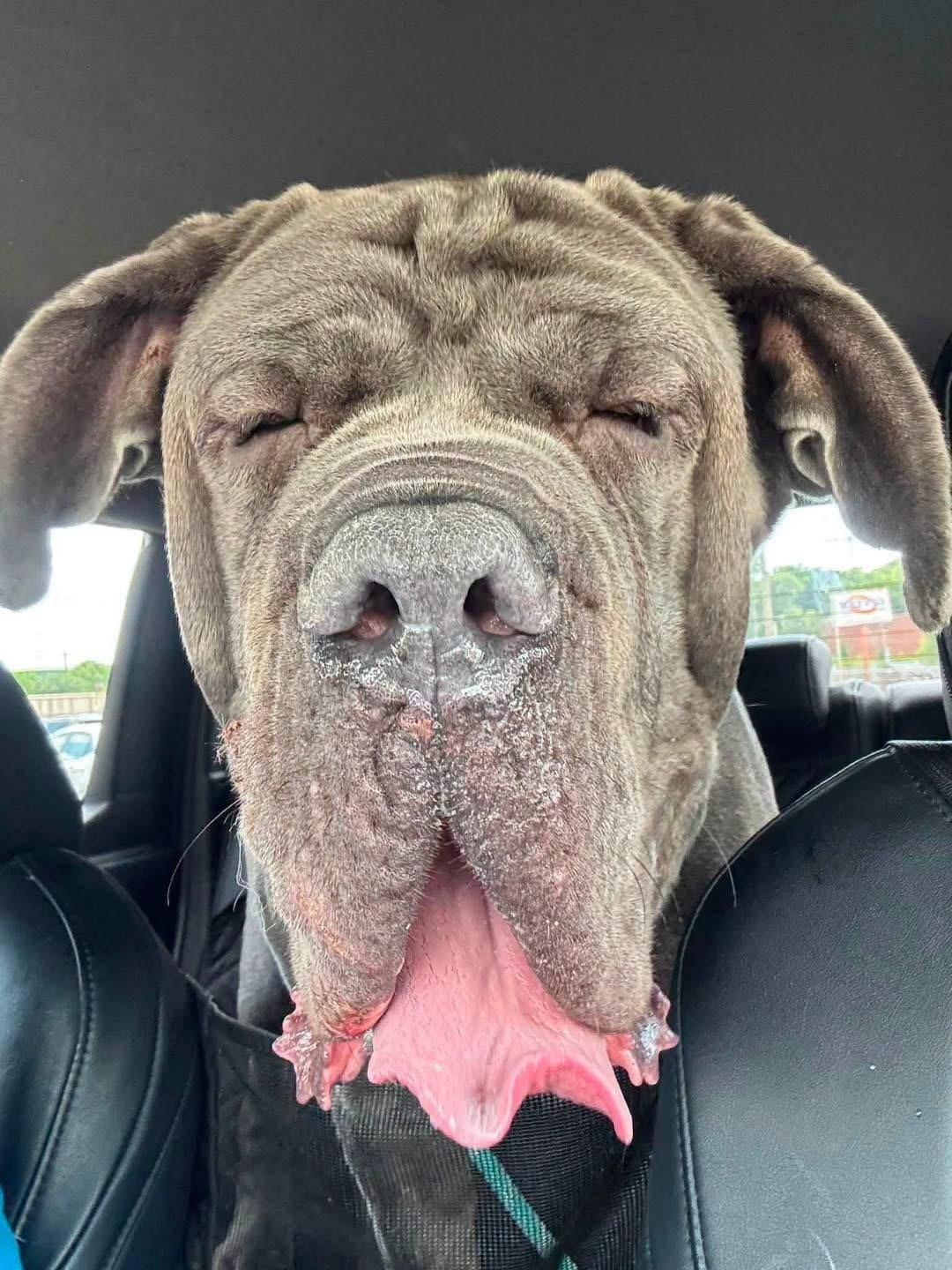Enlarge Silver, a Adoptable Neapolitan Mastiff in Richmond, KY image 4/6