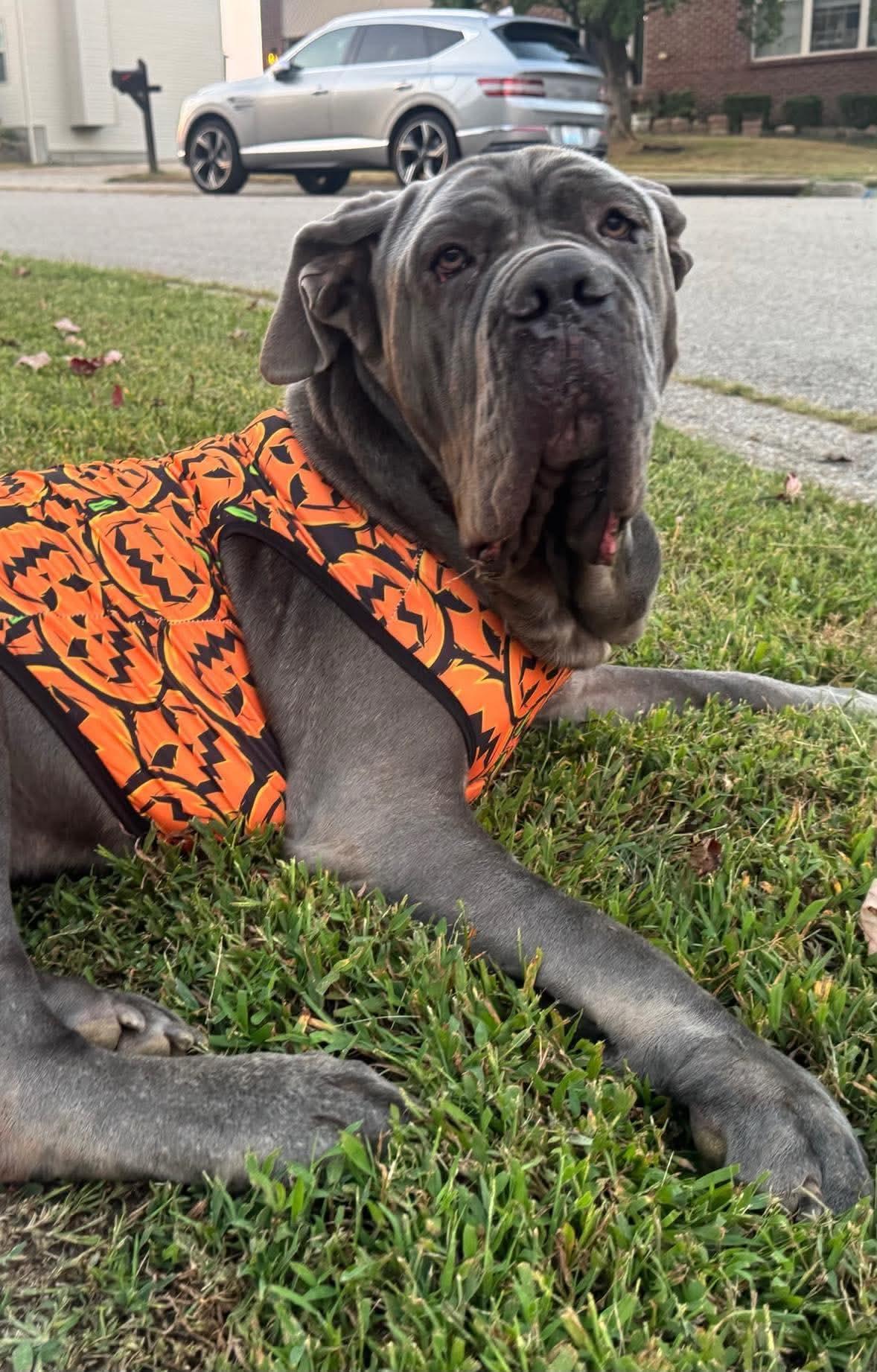 Enlarge Silver, a Adoptable Neapolitan Mastiff in Richmond, KY image 2/6