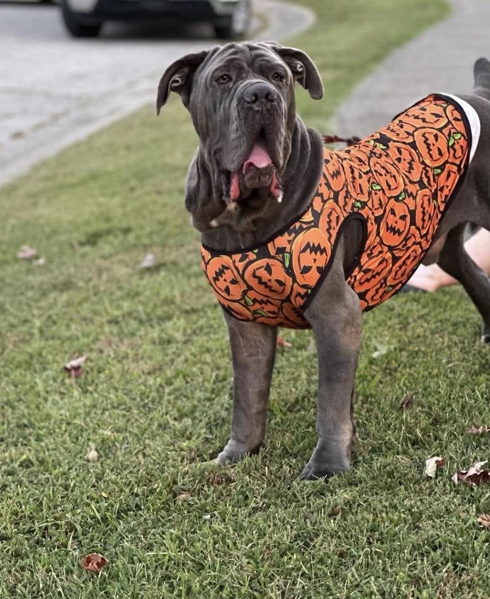 Enlarge Silver, a Adoptable Neapolitan Mastiff in Richmond, KY image 3/6