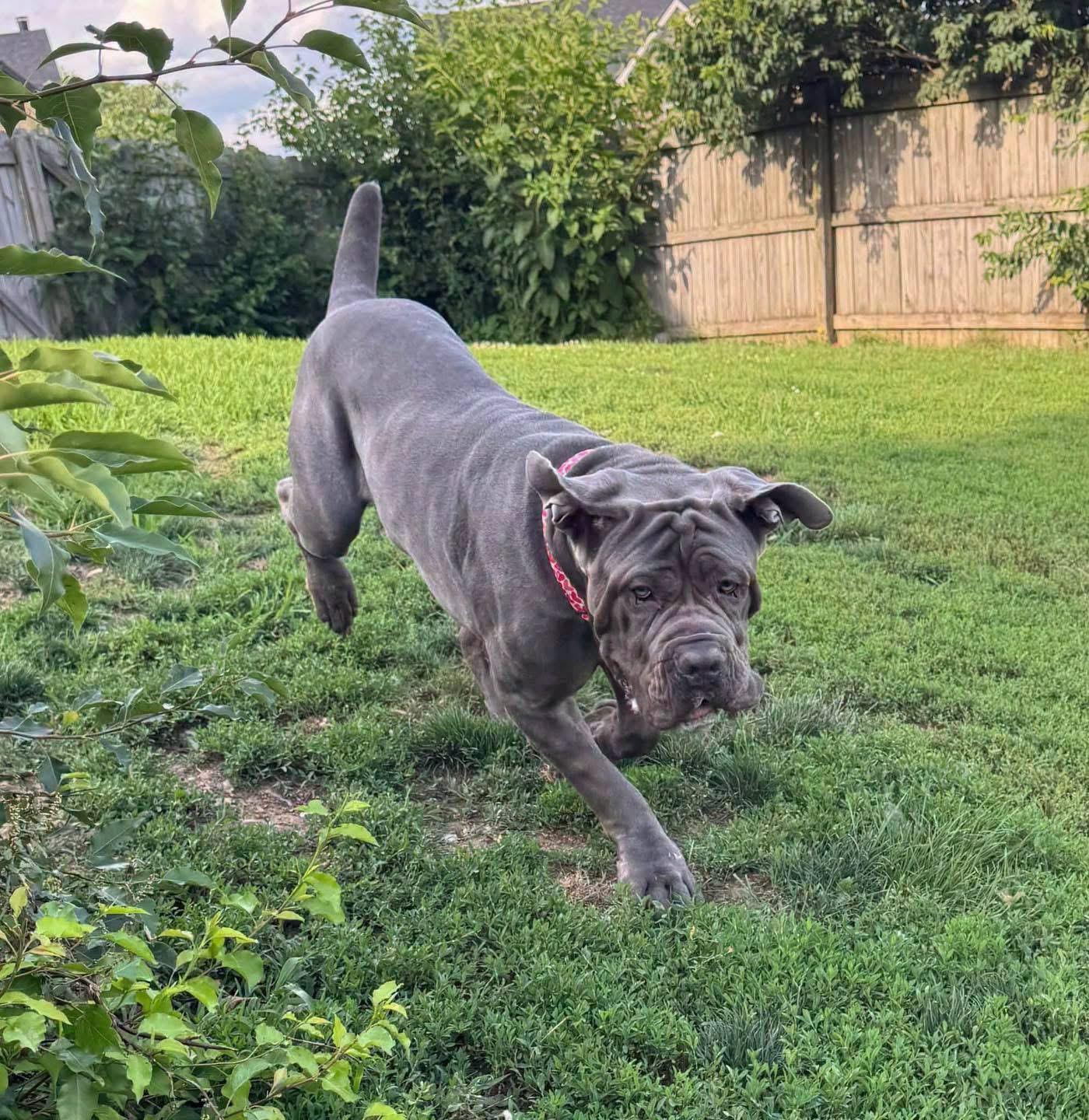 Enlarge Silver, a Adoptable Neapolitan Mastiff in Richmond, KY image 5/6