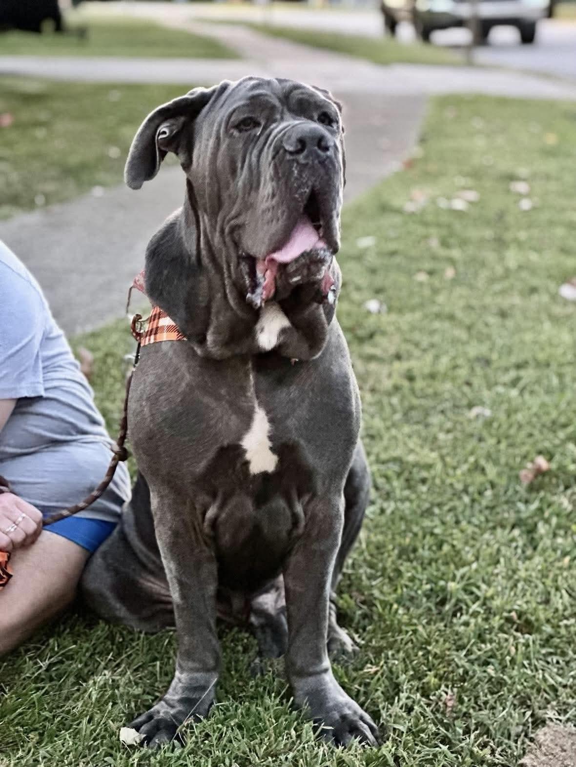 Enlarge Silver, a Adoptable Neapolitan Mastiff in Richmond, KY image 4/6