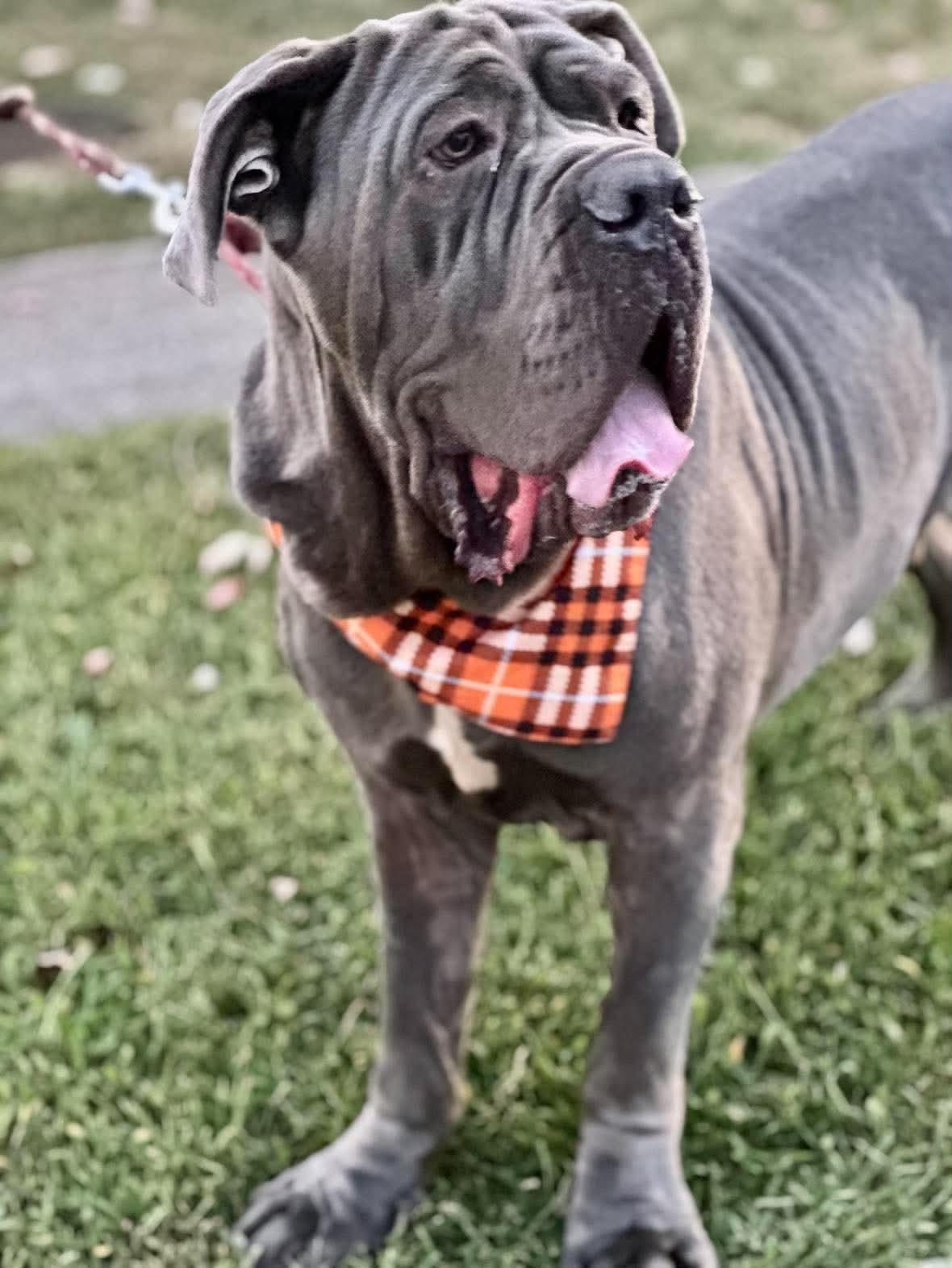 Enlarge Silver, a Adoptable Neapolitan Mastiff in Richmond, KY image 5/6