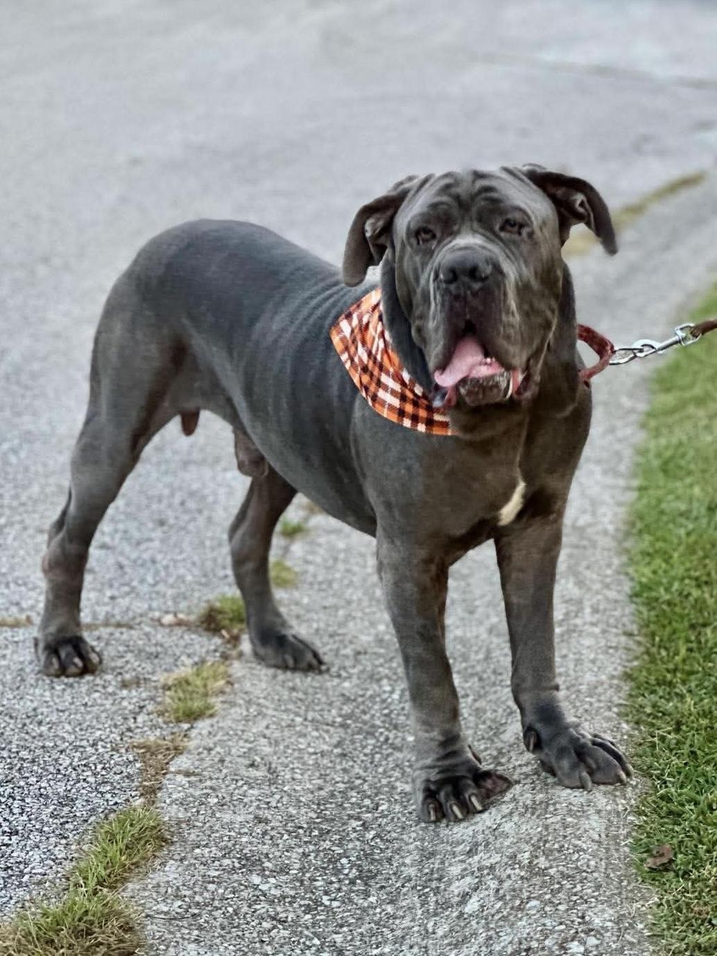 Enlarge Silver, a Adoptable Neapolitan Mastiff in Richmond, KY image 6/6