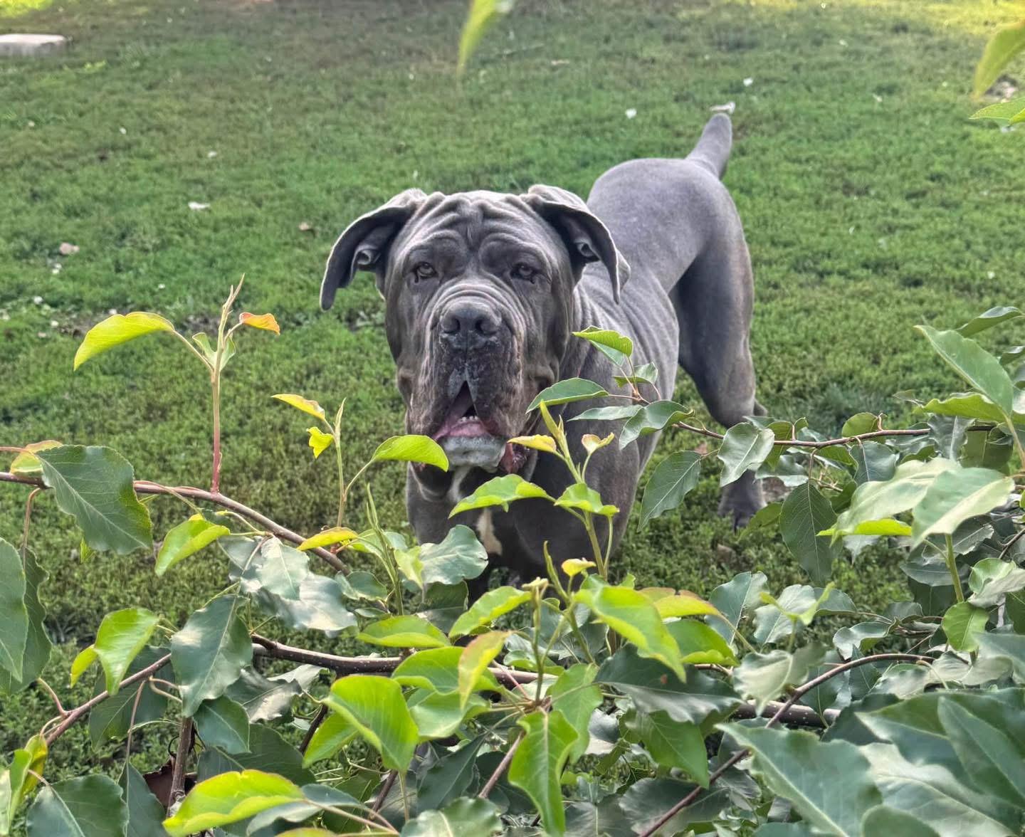 Enlarge Silver, a Adoptable Neapolitan Mastiff in Richmond, KY image 6/6
