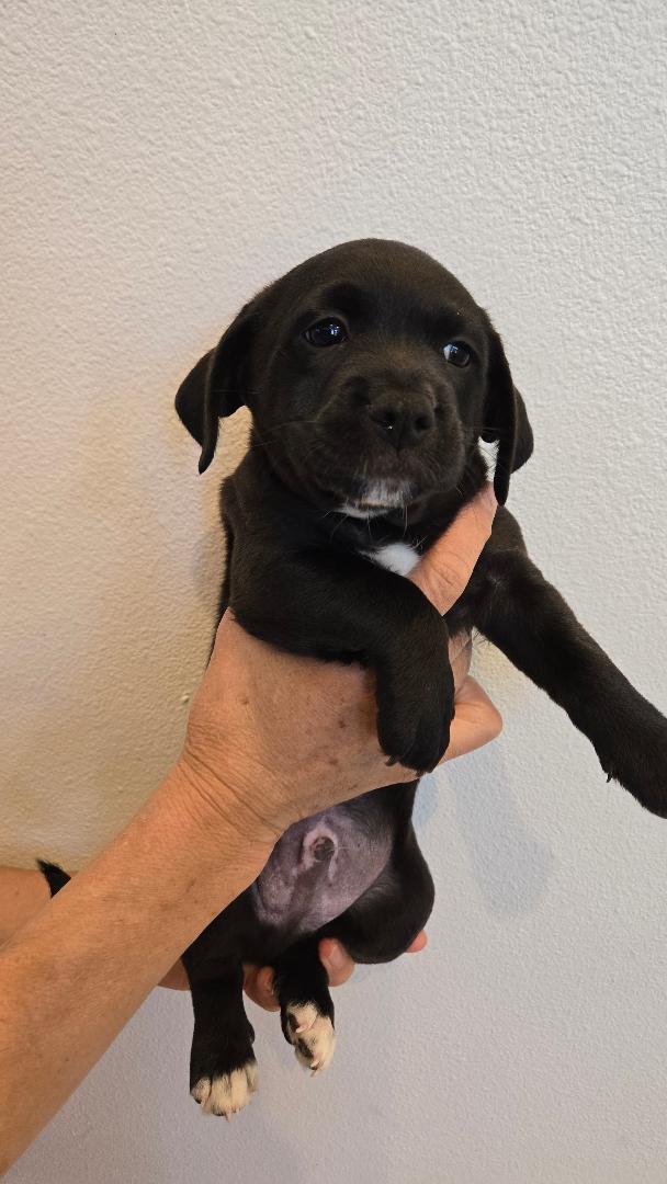 Boone, a Adoptable mixed breed in Portland, OR image 2/3