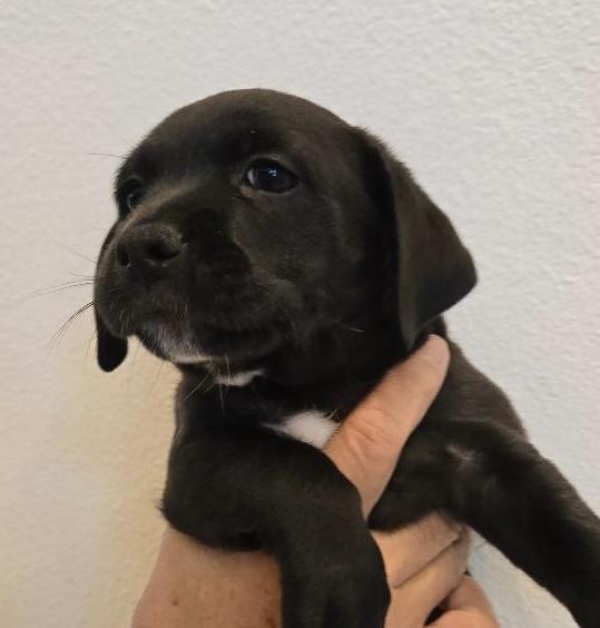 Boone, Adoptable, Puppy Male Chihuahua.