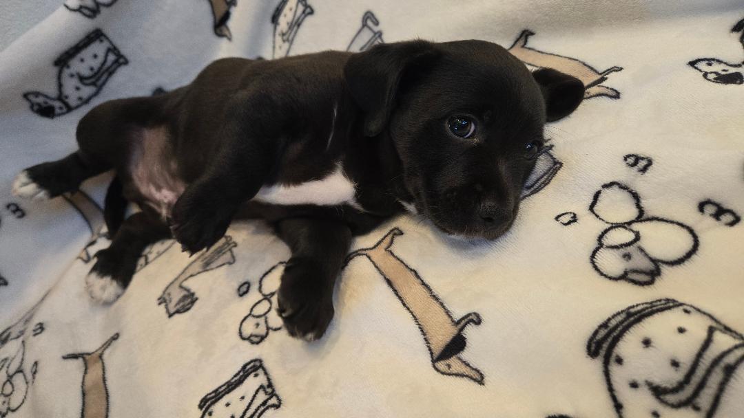Boone, a Adoptable mixed breed in Portland, OR image 3/3