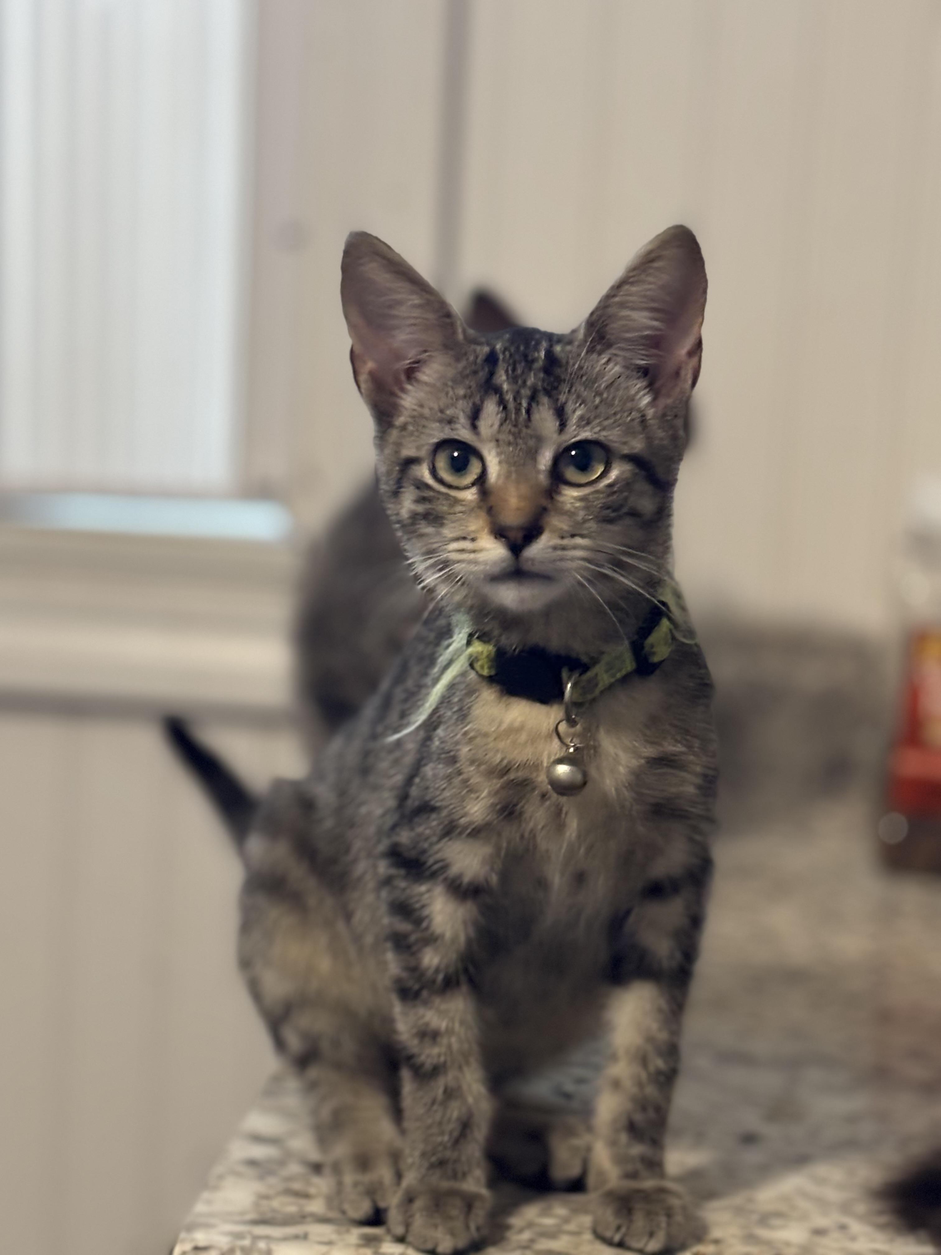 Enlarge Abe, an adoptable Domestic Short Hair in Hemingway, SC image 2/2