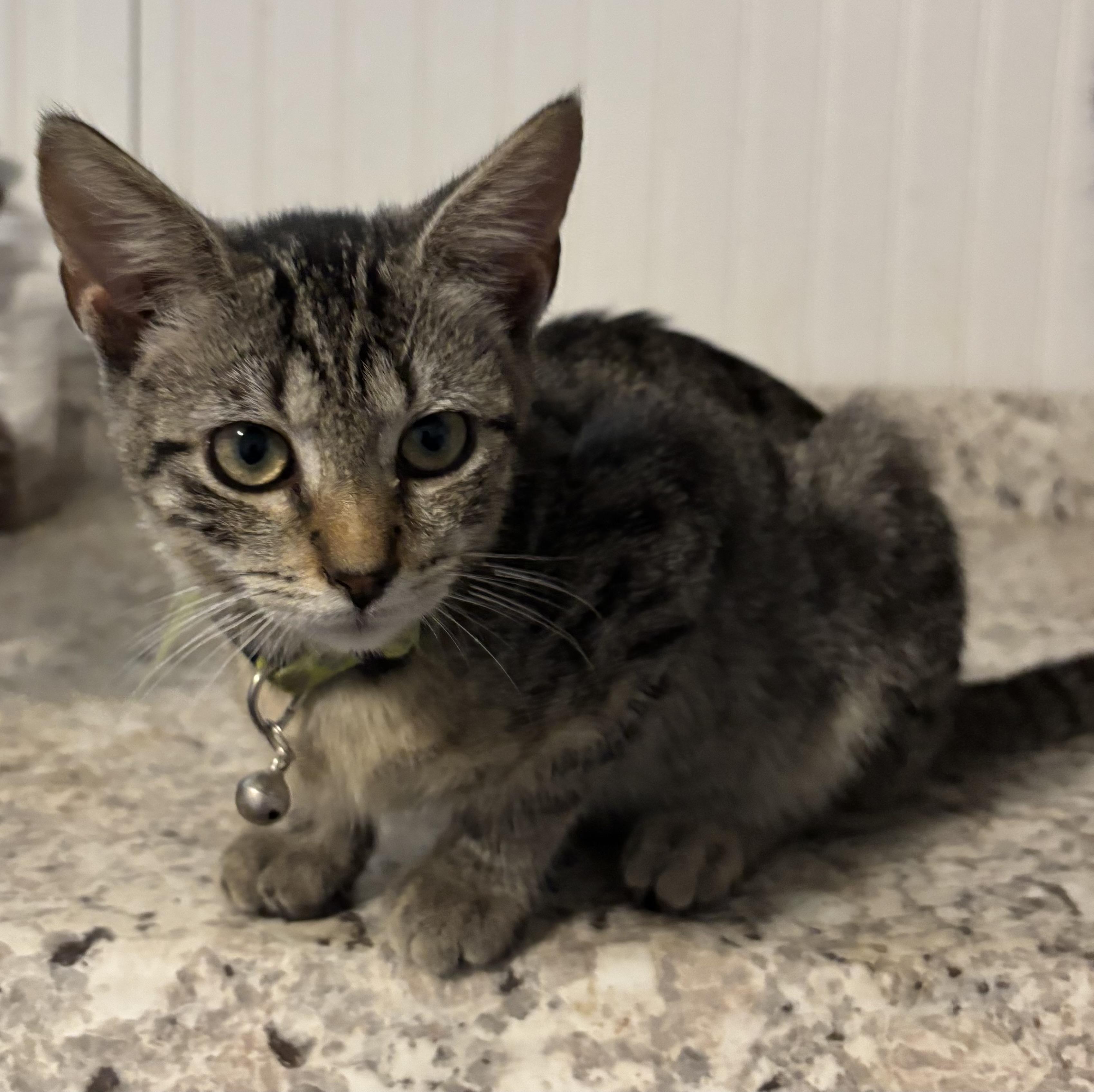 Abe, Adoptable, Kitten Male Domestic Short Hair.