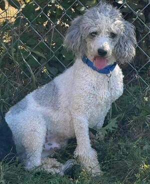Grayson, Adoptable, Young Male Poodle.