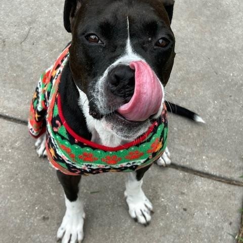 Enlarge Milo, a Adoptable American Bully in Maitland, FL image 1/3
