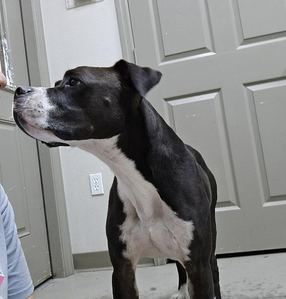 Enlarge Milo, a Adoptable American Bully in Maitland, FL image 3/3