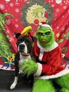 Enlarge Milo, a Adoptable American Bully in Maitland, FL image 2/3
