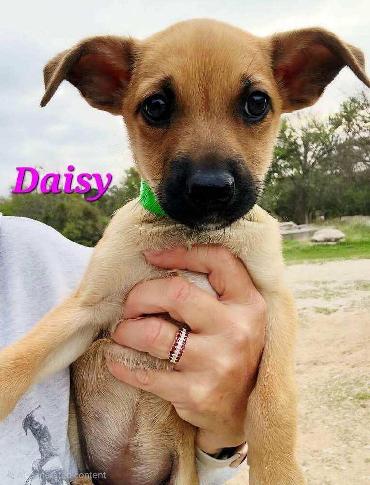 Daisy, Adoptable, Puppy Female Rhodesian Ridgeback & Black Mouth Cur.