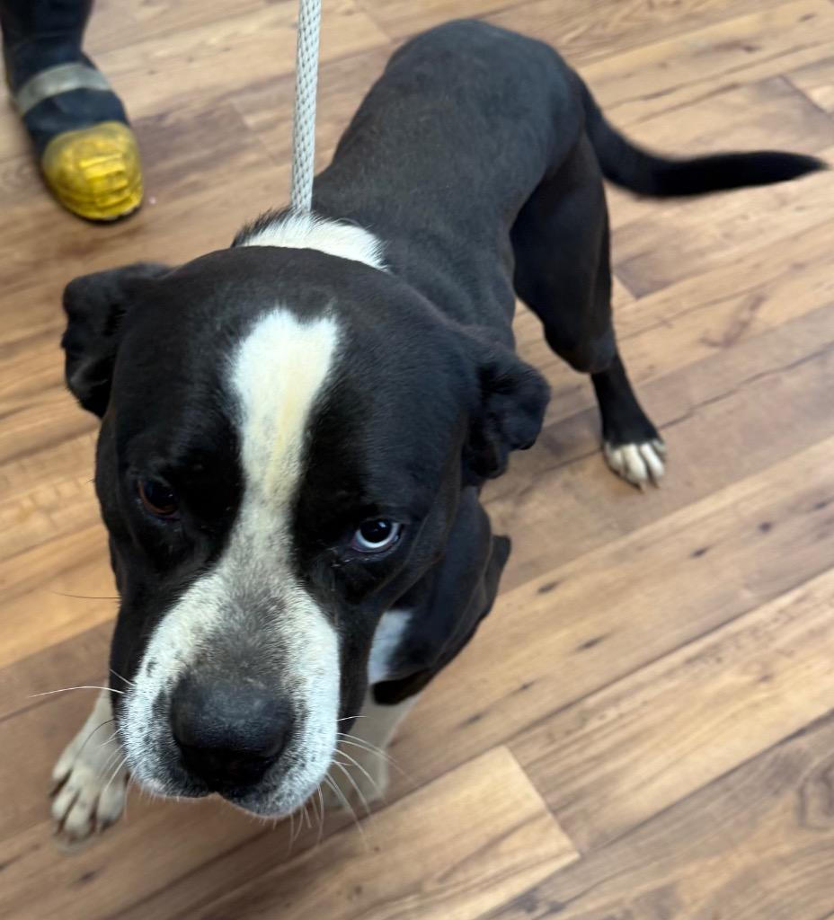 Enlarge Blue, a Adoptable mixed breed in Fayetteville, TN image 1/2