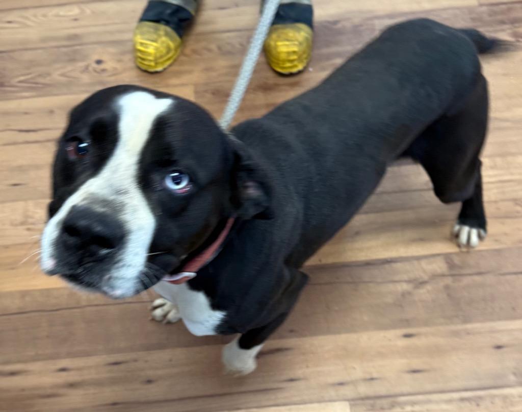 Enlarge Blue, a Adoptable mixed breed in Fayetteville, TN image 2/2