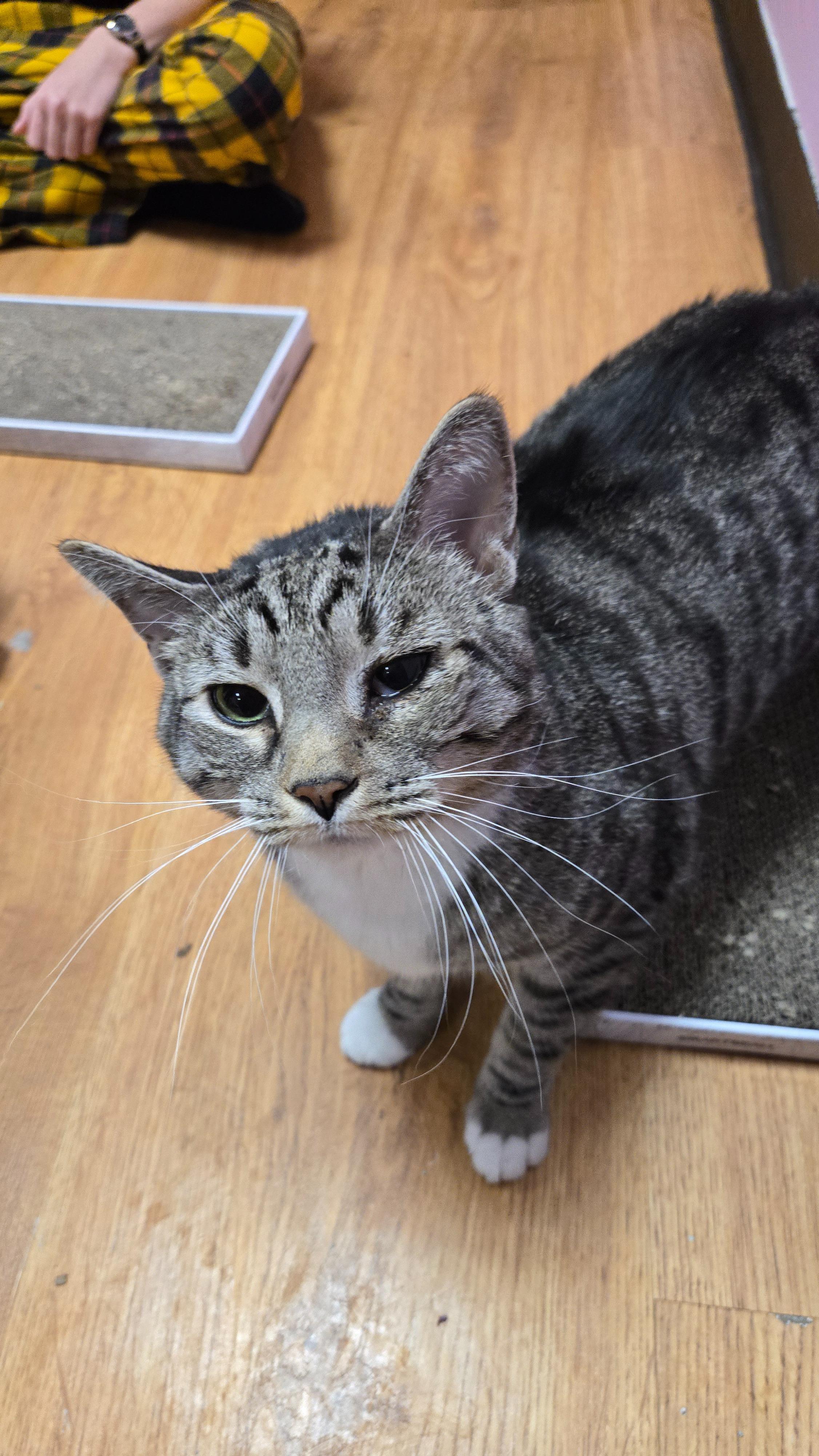 Enlarge Maximillian, a Adopted Domestic Short Hair in Rochester, NY image 1/1