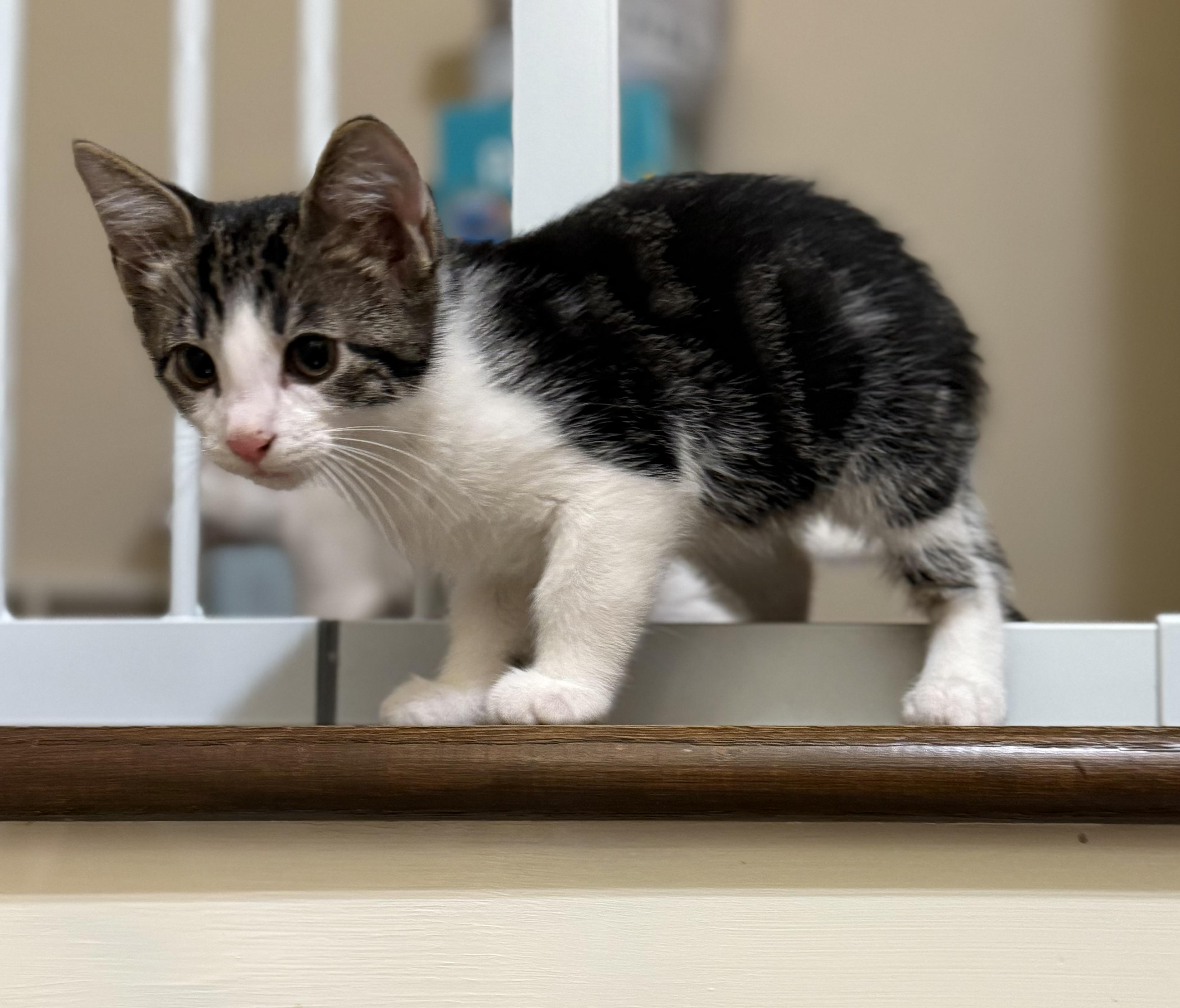 Pluto, Baby Male Domestic Short Hair