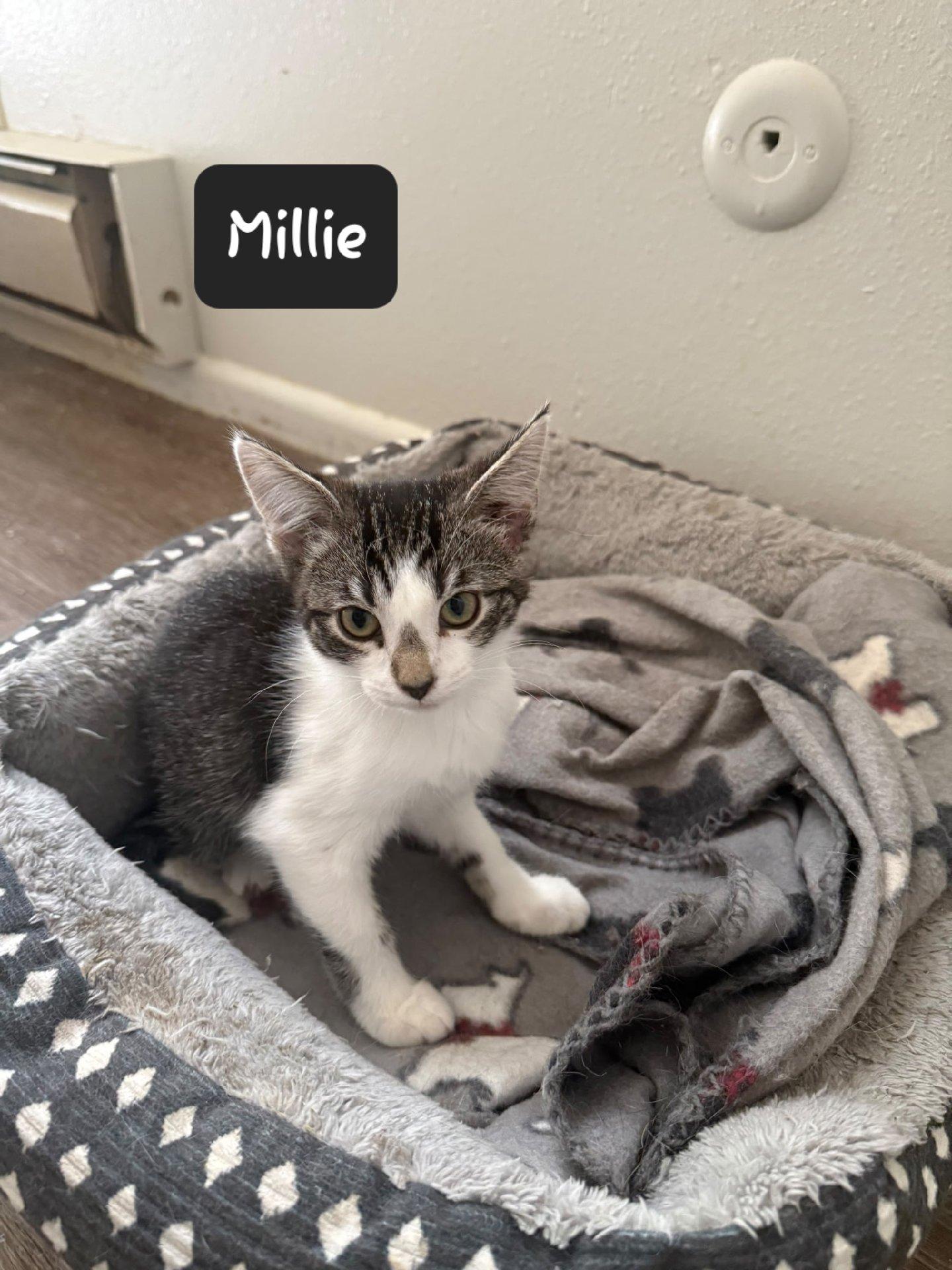 Enlarge Millie, a Adoptable Domestic Short Hair in Heyburn, ID image 1/1
