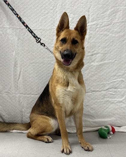 Aurora, Adoptable, Adult Female German Shepherd Dog & Mixed Breed.