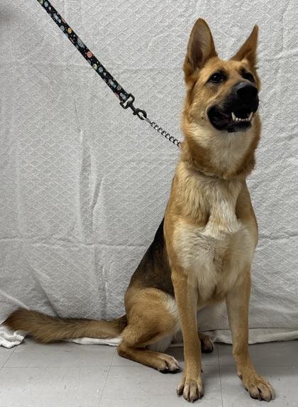 Aurora, a Adoptable mixed breed in McCook, NE image 2/3