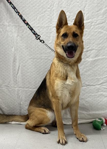 Aurora, a Adoptable mixed breed in McCook, NE image 3/3