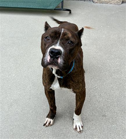 ROCKY, Adoptable, Young Male Pit Bull Terrier & Mixed Breed.