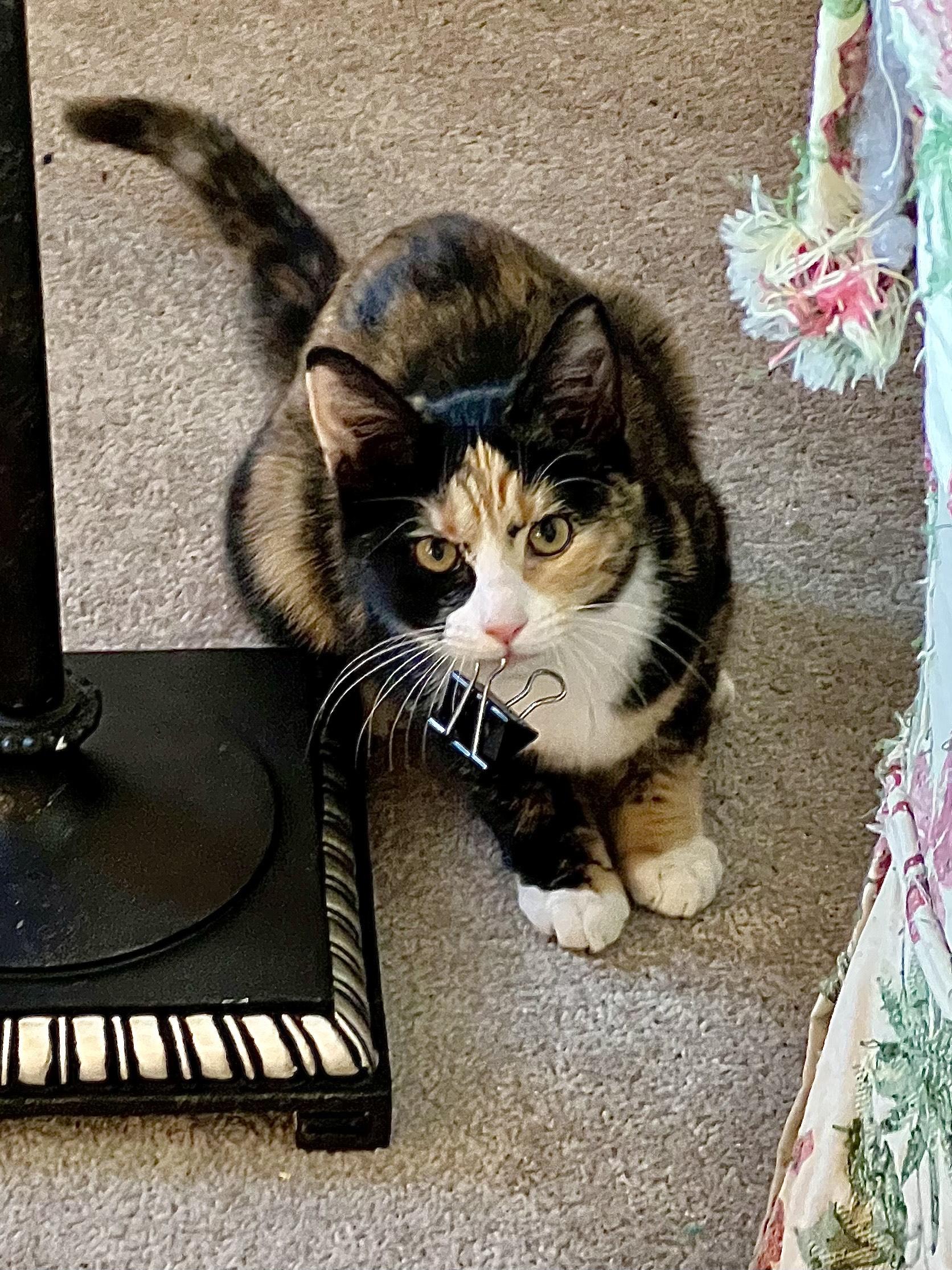 Enlarge Sweet Pea, an adopted Calico in Delta, CO image 3/6