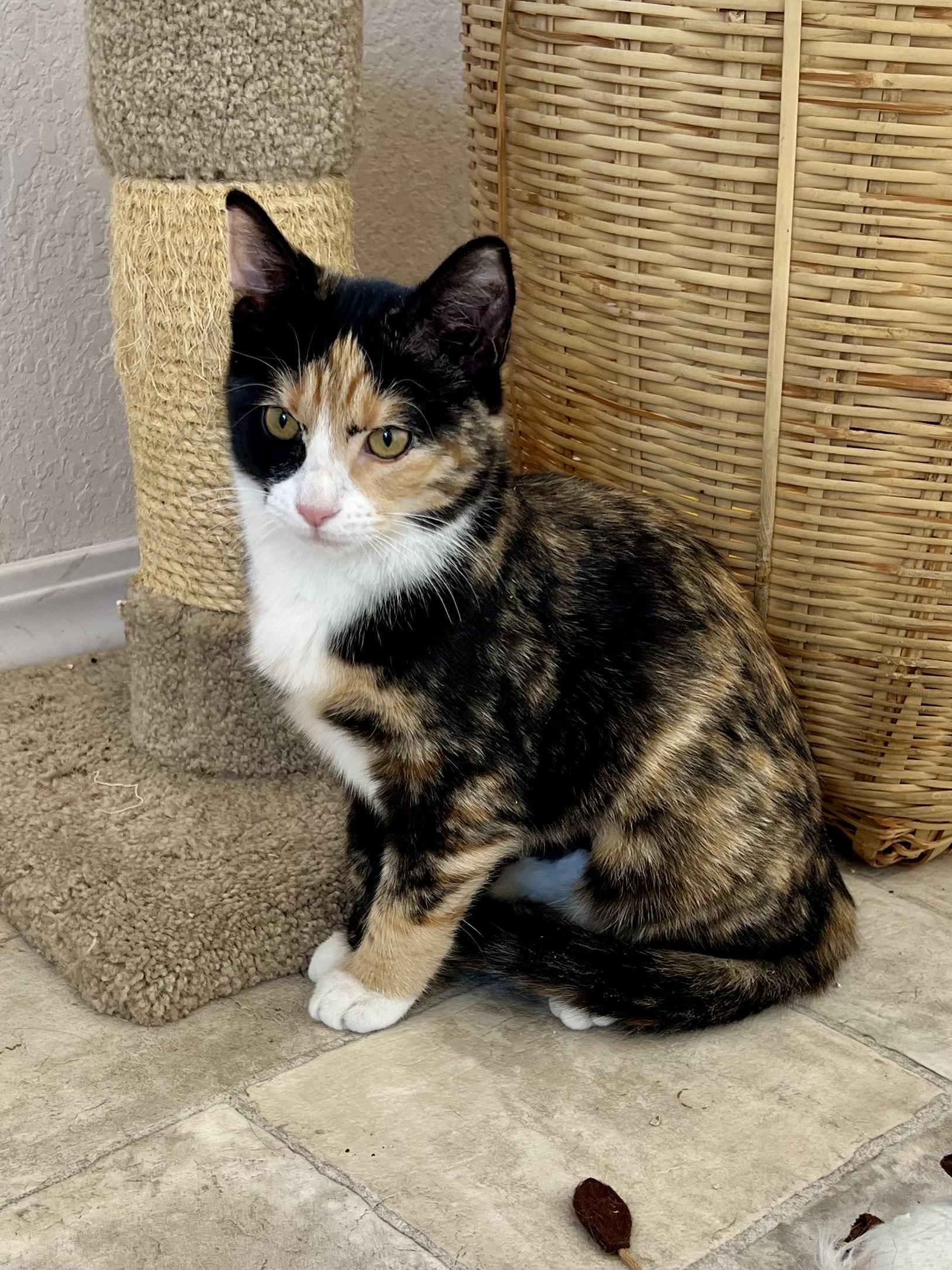 Enlarge Sweet Pea, an adopted Calico in Delta, CO image 1/6